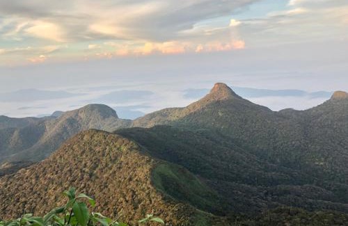 Nallathanniya House | Hotel mango tree nearest Adam's peak