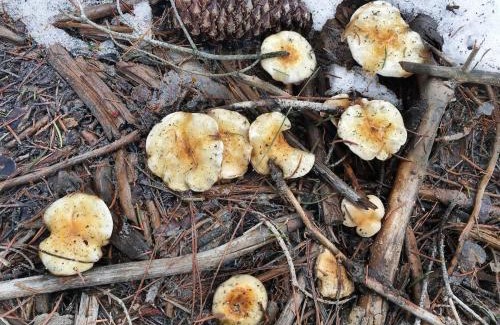 Tahoe Woods Villa | Hyphen 5-bedrooms rental, private beach, filtered view