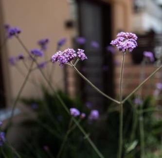 Piraeus Apartment | Ikima Living