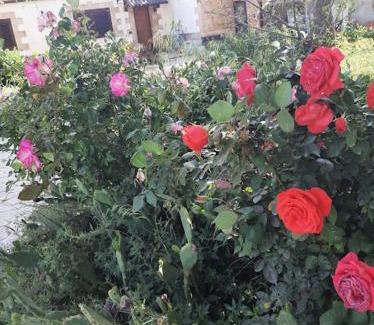 Castromediano House | IL GELSO LECCE Affitti Brevi