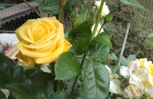 Borgo San Dalmazzo Bed & Breakfast | Il Melograno