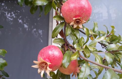 Borgo San Dalmazzo Bed & Breakfast | Il Melograno