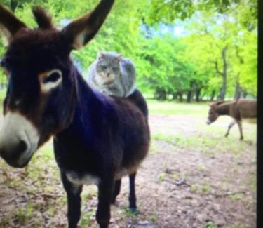 Zalongo Villa | Il TRAMONDO