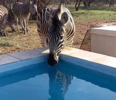 Marloth Park House | Impala Lily