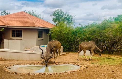 Marloth Park House | Impala Lily