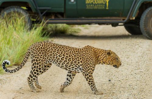 Madikwe Game Reserve Cabin | Impodimo Game Lodge