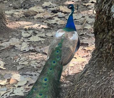 Barrio Los Villalobos Apartment | JACO HEAVEN Beachfront Penthouse