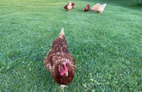 Jure House | Jardin Juresien Maisons - spa jacuzzi en option