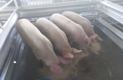 Bela-Bela Apartment | Jobak Farm House