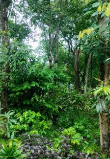 Mulanthuruthy House | Jomon Chittethazhath