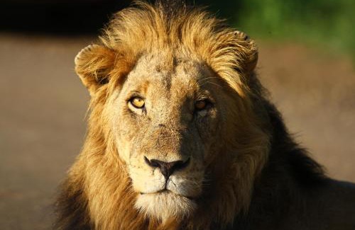 Phalaborwa House | Kaia Tani Exclusive Guesthouse