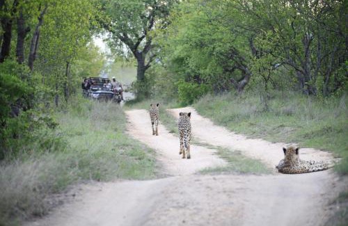 Hoedspruit Cabin | Karongwe - River Safari Lodge