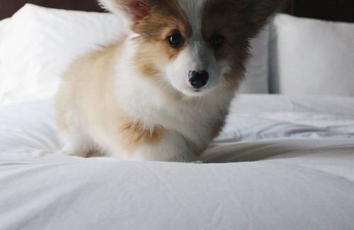 Fredericksburg Hotel | Keidel Suite | Albert Hotel | Pool Access, Spa, Pet-Friendly Stay