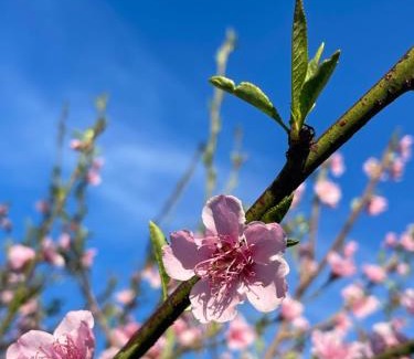 Old Place Bed & Breakfast | Knys-to-stay