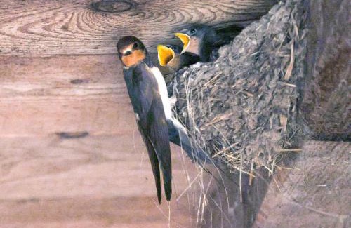 Sesto House | Kofelhof