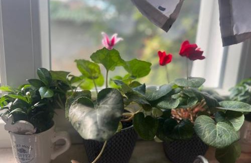 Vranjic Villa | Kuća za odmor Josip