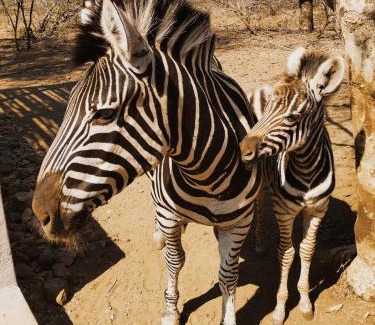 Marloth Park House | Kube at Kruger