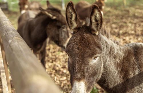 Cortanze House | 'L Piasi
