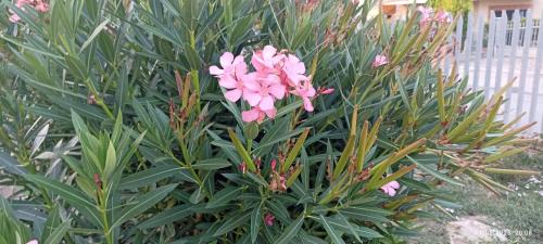 Panicarola House | La Casa Di Maya