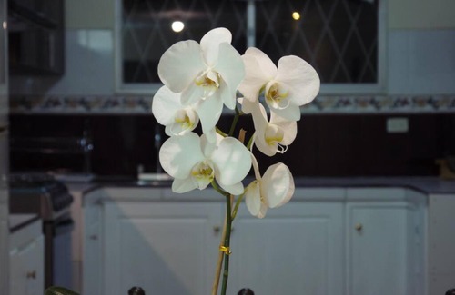 Cuenca Apartment | La casa florida de Francisco