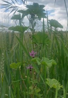 Grandchamp House | La chambre de la maison du four à pain