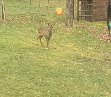 Nisramont House | La chauve souris Home