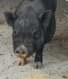 Montefiascone Apartment | La Guardata Agriturismo