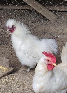 Montefiascone Apartment | La Guardata Agriturismo