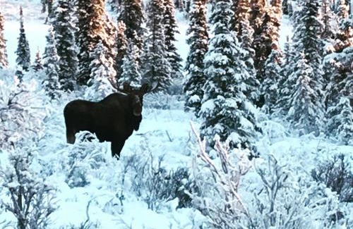 Lake Louise Cabin | Lake Louise Lodge, Alaska