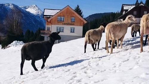 Pichl-Kainisch Apartment | Landhaus Knödl-Alm