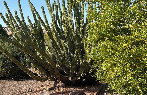 Surprise House | Large backyard with privacy from neighbors, quiet convenient location!