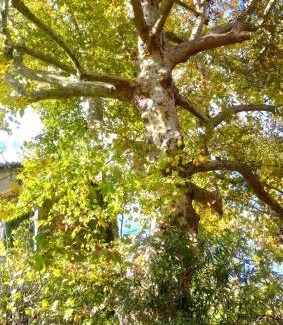 Le Vigan Apartment | Le Moulin aux Chandelles 2, vacances & W-E, vues rivière, montagne & ville, tout confort déconnecté, éclairage bougies, connexions à 200m au centre Le Vigan gîte Les Amoureux de l'Arre, randonnée Chemin de Saint-Guilhem-le-Désert, lire profil avant résa !