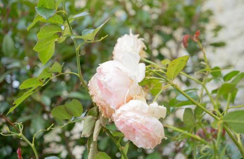 Juaye-Mondaye Villa | Le Perrées cottage Peace and Tranquility