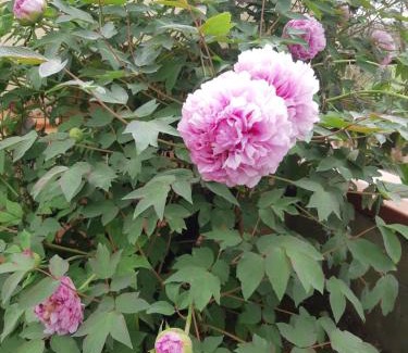 Montanino Apartment | Le Siepi