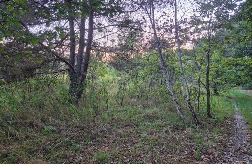 Nedza Other | LeoLand - miejsce na namiot - Zero Udogodnień