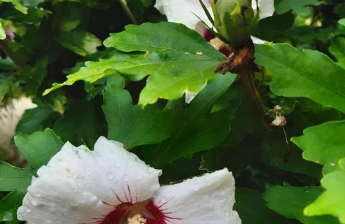 Hardecourt-aux-Bois Bed & Breakfast | Les Alouettes B&B