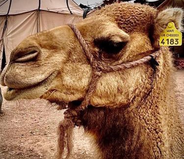 Oulad Khallouf Other | Les Bedouins Agafay