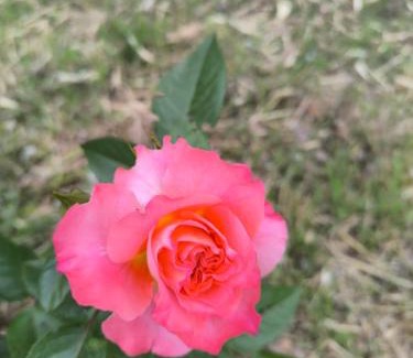 Le Thoronet House | Les Jardins de Castelange