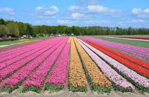 Luttelgeest House | Liefdevolle pipowagen met hot tub en beamer