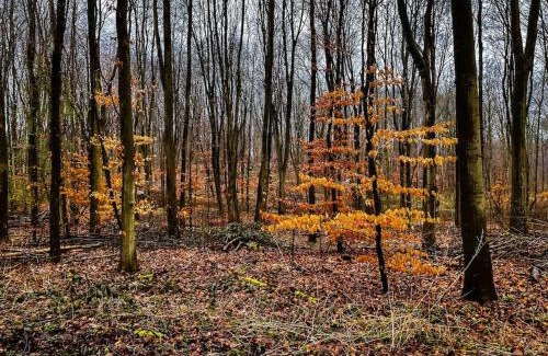 Luttelgeest House | Liefdevolle pipowagen met hot tub en beamer