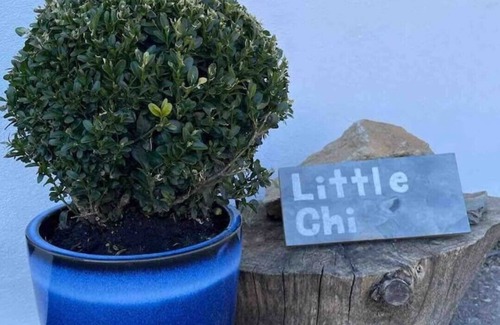 Truro Ski Chalet | Little Chi: Scandinavian house