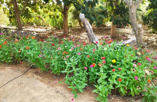 Sotira House | Little Paradise