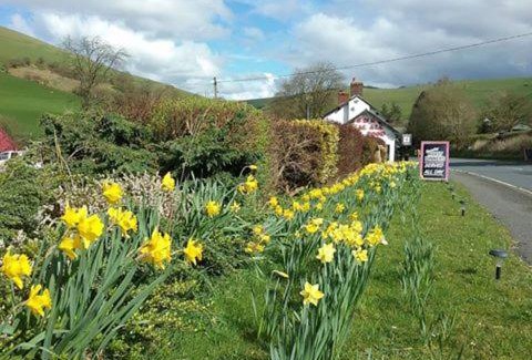 Llanfihangel-nant-Melan Bed & Breakfast | Llew Coch B&B formerly The Red Lion inn