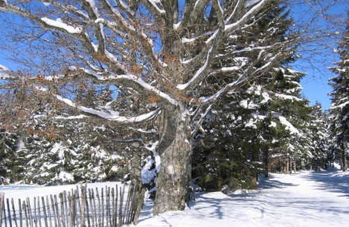 Saint-Sauves-d'Auvergne House | Location in the heart of the Massif du Sancy