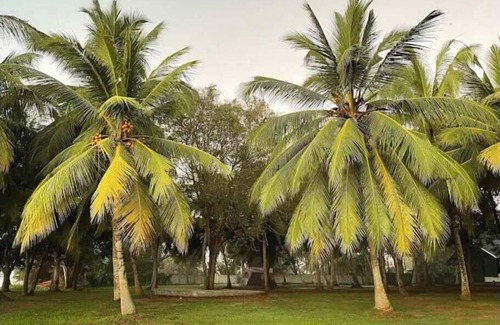 Sevanagala RV Rental | Lodging Tent 4