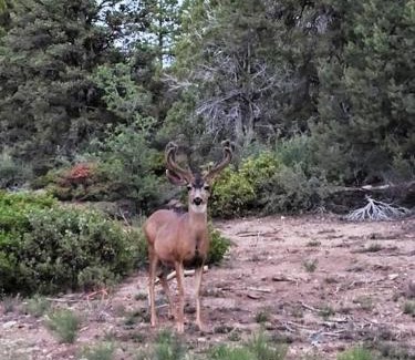 Orderville House | Log Cabin Zion Retreat. Walking distance to East Zion Trails