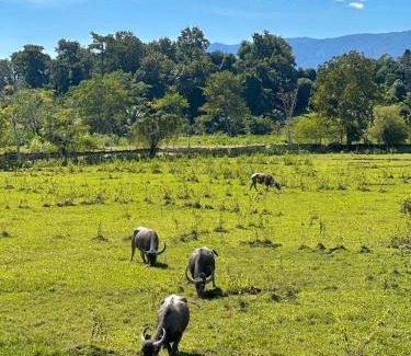 Chiang Dao House | Lomjoy House