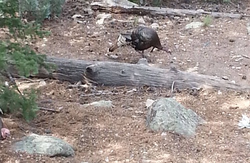 Dickinson House | Lovely 3-bedroom house in Dickinson with WiFi, AC