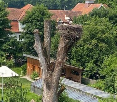 Wangen im Allgaeu Apartment | Luxuriöses Apartment im historischen Wangen