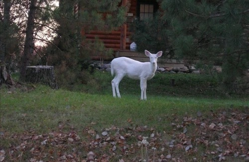 Spooner Cabin | Luxury Lakefront Retreat on a Quiet Lake